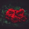 الزوايا المضيئة's profile picture