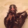 Douglas Pigeon profil fotoğrafı