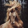 Profilbild von ترومان