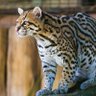 Awesome Ocelot profil fotoğrafı