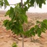 عبدالله عبدالله عبدالرحمن profil fotoğrafı