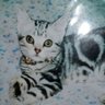 ミサ吉😸通知不具合です😭 profil fotoğrafı