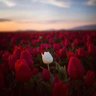 جراح صامته 的头像