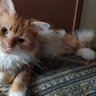 mostafa aziz's profile picture