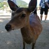 Profilbild von でいもん