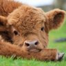 All Cows Are Beautiful 的头像