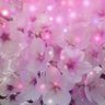 Фото профиля くみこやー