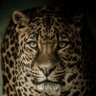 Profilbild von سالم