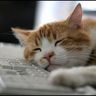 Profilbild von 群馬の猫