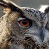 Фото профиля TangoT🇨🇦