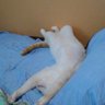 ねっこ 的头像