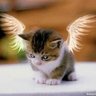 💙 🐈 🐈‍⬛️Carol 💙 🇺🇸 🇨🇦 🇺🇦 的头像