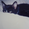 ☃️ミツノ🌌🐈⬛🐈 profil fotoğrafı