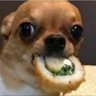 Zé Cocóvio's profile picture