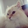 Nicola Benedetto profil fotoğrafı