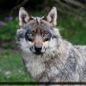 Wolfvane16's profile picture