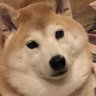 Profilbild von のん☆柴犬アズキと暮らしてます☆