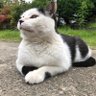 kamishikey's profile picture