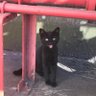 ミックミク profil fotoğrafı