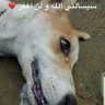 Suzi Rush❤🌩⚡برق ورعد❤ profil fotoğrafı