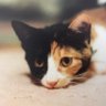 三毛猫ミーシャ's profile picture