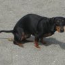 Dachshund squat 🗣🇺🇸🍊 的头像