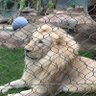 Фото профиля Simba96