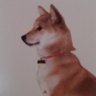 新しい仔犬のしっぽ 的头像