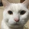 ジャックオヤジ😽😻🍖🍰🛒 的头像