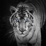 Profilbild von Did72