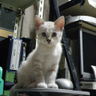 くまごろう's profile picture