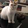 catclaw's profile picture