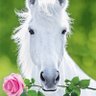 Profilbild von White horse
