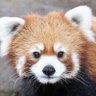 Profilbild von Red Panda