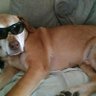 DanDog 的头像