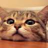 Фото профиля PPcat