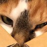 Profilbild von 🐥⭕️くろまりも🐈‍⬛🐾♨️🎰🌺🐈🥂(国家錬金術師)