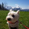 Naomama🇩🇪→🇨🇭 profil fotoğrafı