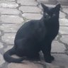Profilbild von Gato Negro
