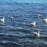 elif gümüş 的头像