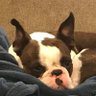 Pokey_the_actual_butt's profile picture