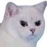 Simon Does's profile picture