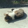 よっけ profil fotoğrafı