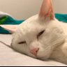 ふくだ大福 profil fotoğrafı