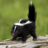 Lil' Spunky Skunk 🦨🌵🌄 profil fotoğrafı