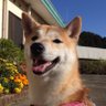 山田二矢 的头像