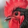 M.J. de Haan (Jappie) profil fotoğrafı
