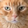 A1Madge profil fotoğrafı