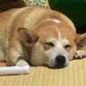 とりへい's profile picture