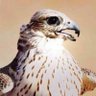 ﮼ناصر،الشيدي، 的头像